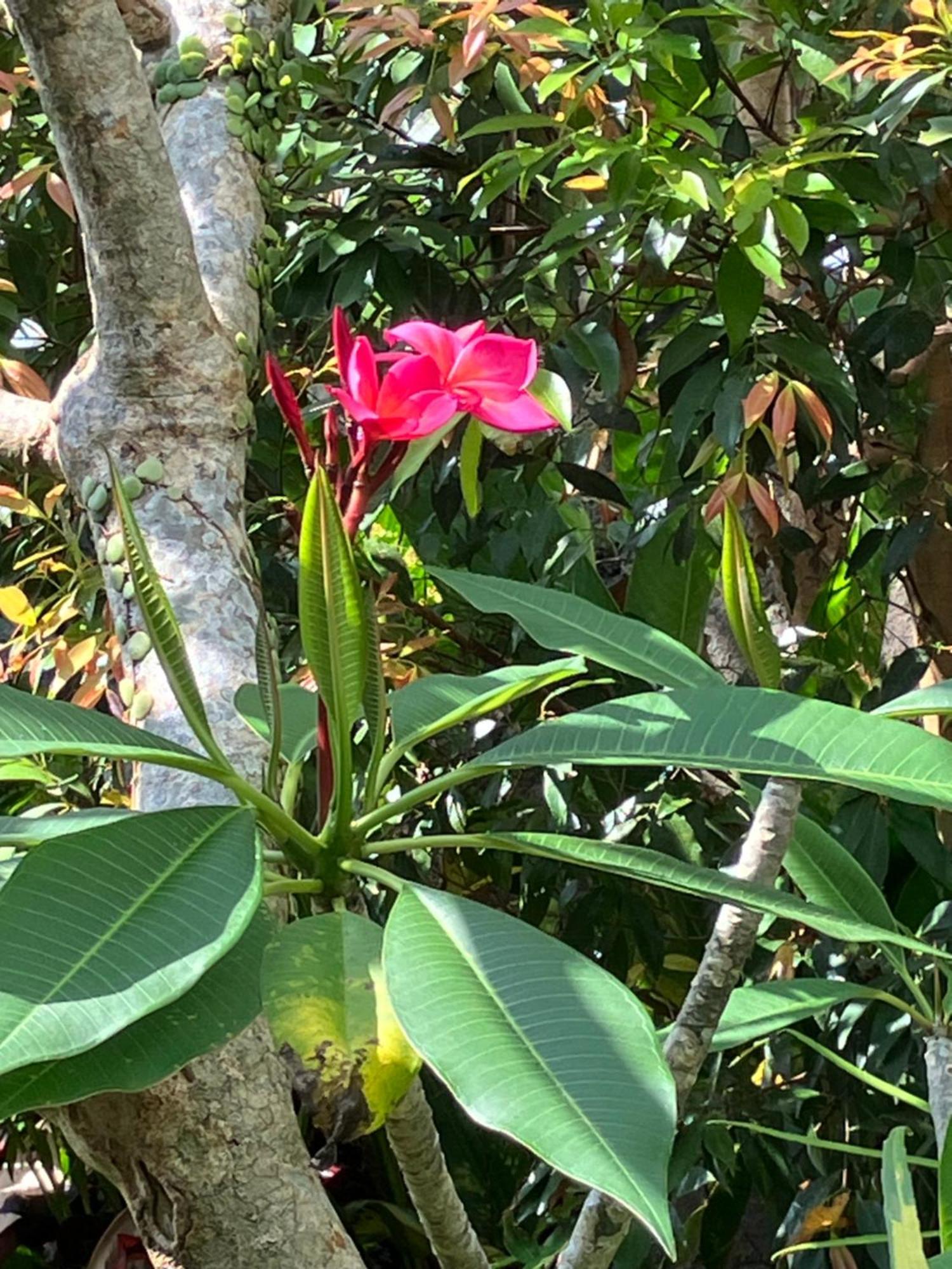 Villa Kelana 希德门 外观 照片